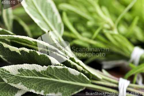 Image of Bunches of fresh herbs