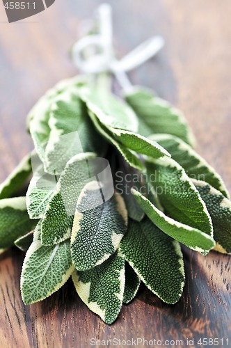 Image of Bunch of fresh sage