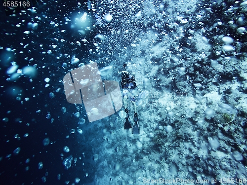 Image of Scuba diver descending to the bottom