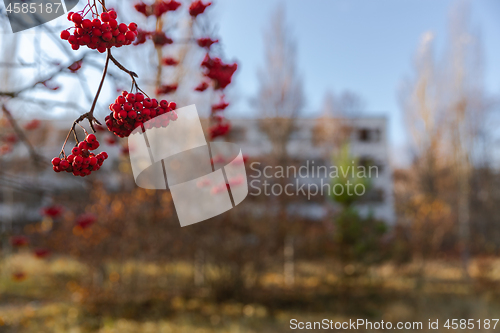 Image of Closeup of red berries with blurry background