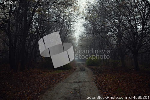 Image of Dark abandoned road in the forest