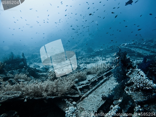 Image of Coral Reef underwater in the sea