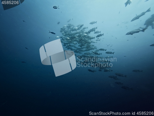 Image of Giant whaleshark with divers