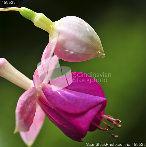 Image of Fuchsia flower