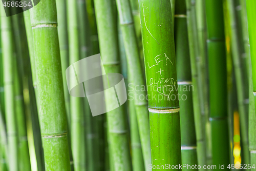 Image of Bamboo forest with written message