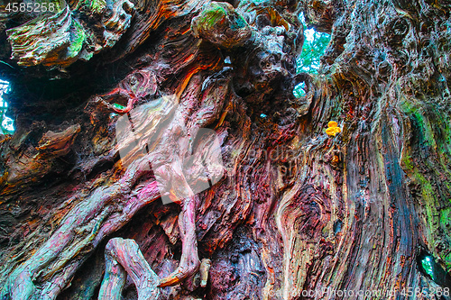 Image of Hollow in the trunk of noteworthy yew tree in many colors of the