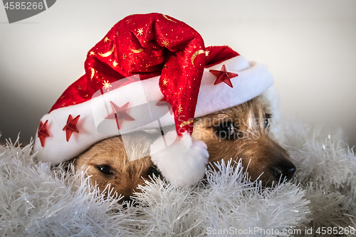 Image of Puppies playing under red christmas hat