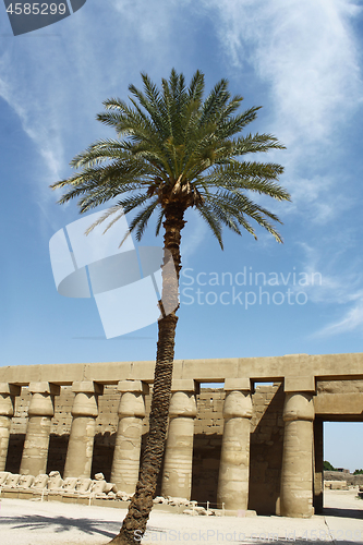 Image of Palm tree and ancient ruins in Karnak Temple, Luxor, Egypt