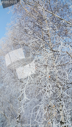 Image of Birch branches covered with snow and hoarfrost