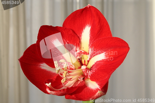 Image of Amaryllis