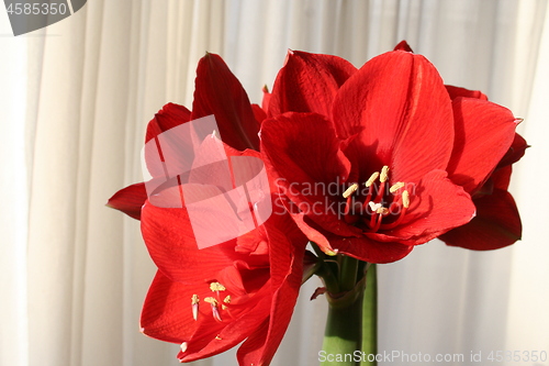 Image of Amaryllis flowers