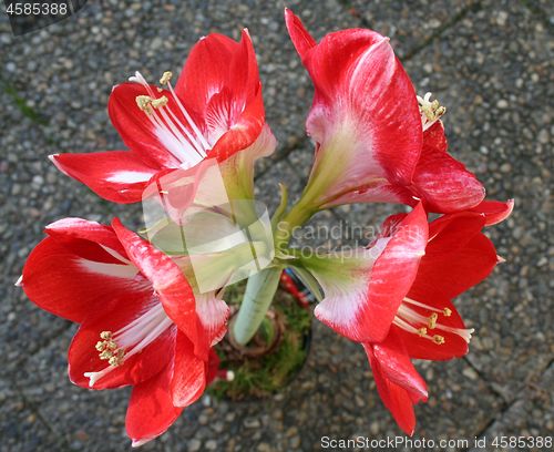 Image of Beautiful Amaryllis with white stripes on petals