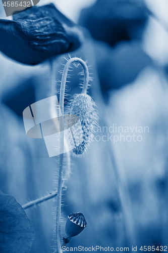 Image of Tender shot of poppies on the field