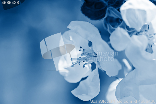 Image of Apple tree flowers on the tree.