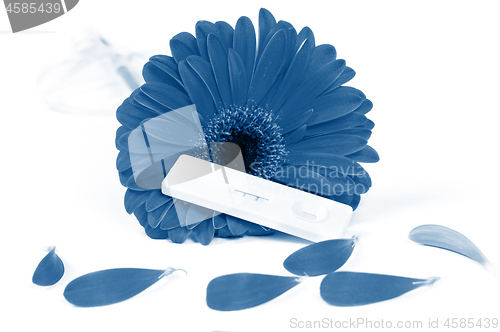 Image of Positive pregnancy test and gerbera