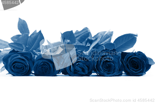 Image of Roses in classic blue