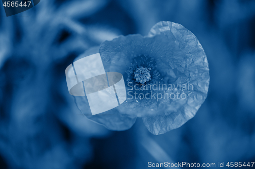 Image of Macro shot of poppies