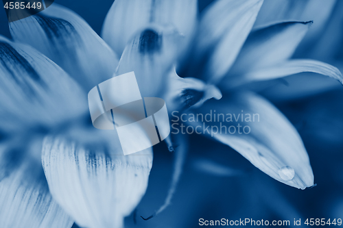 Image of Macro shot of water drop on petal