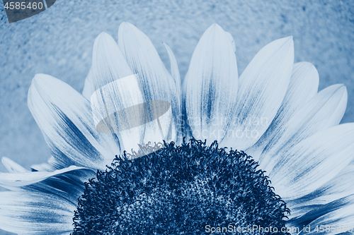 Image of Macro shot of blooming sunflower. Conceptual image Sun Rising