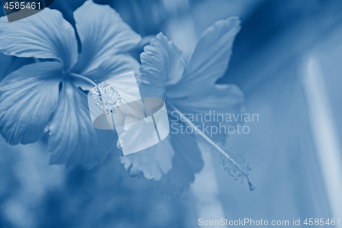 Image of Tender macro shoot of pink hibiscus flowers.