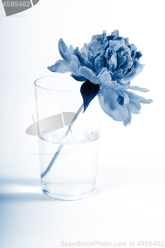 Image of Small peony on vase