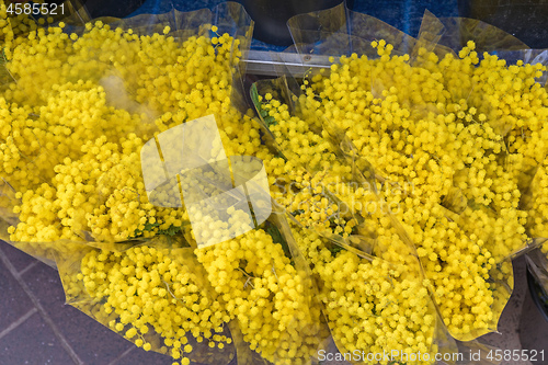 Image of Mimosa