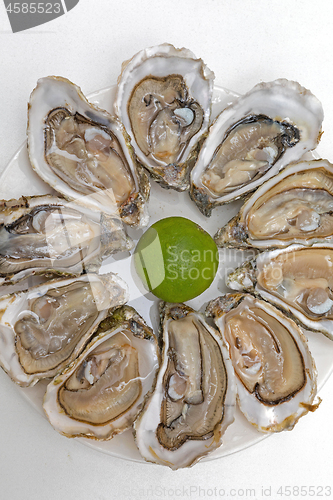 Image of Opened Oysters