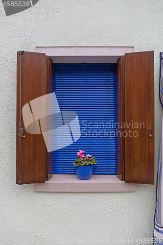 Image of Flower Pot Burano