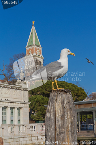 Image of Seagull Venice