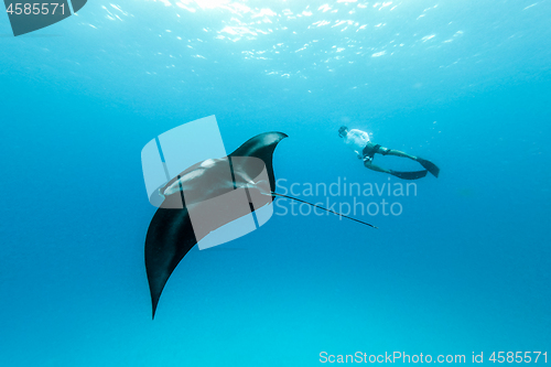 Image of Underwater view of hovering Giant oceanic manta ray, Manta Birostris , and man free diving in blue ocean. Watching undersea world during adventure snorkeling tour on Maldives islands.