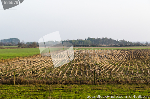 Image of Sunlit stubble field in fall season