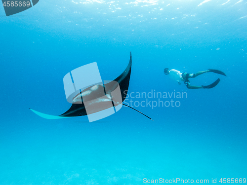 Image of Underwater view of hovering Giant oceanic manta ray, Manta Birostris , and man free diving in blue ocean. Watching undersea world during adventure snorkeling tour on Maldives islands.