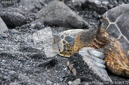 Image of Sea Turtle at the Beach, Hawaii, USA