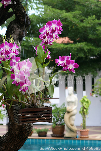Image of Orchids