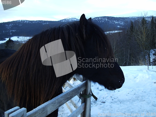 Image of horse