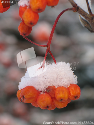 Image of orange berries covered with snow