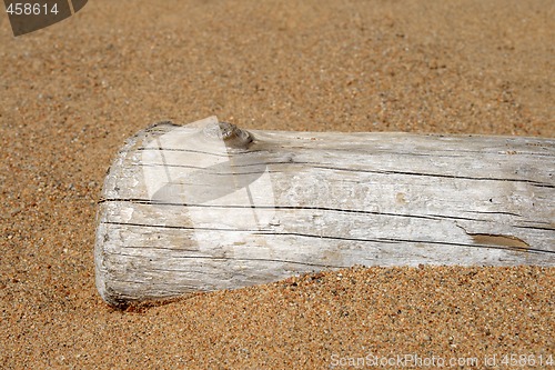 Image of Dry tree trunk in sand