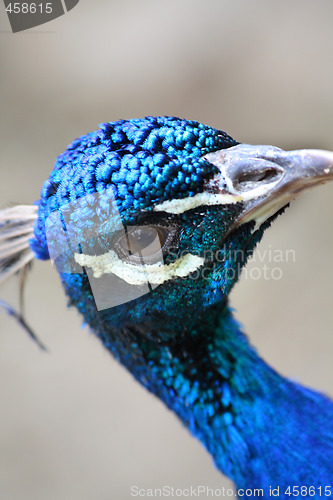 Image of Peacock's head