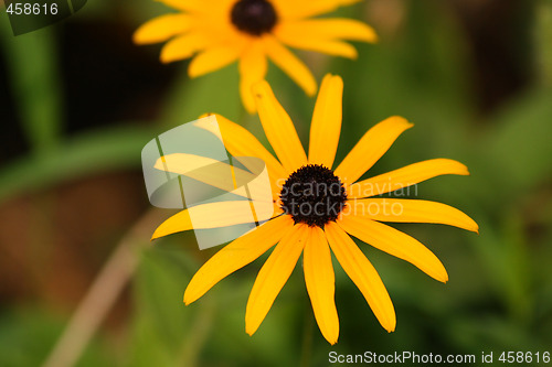 Image of Yellow rudbeckia