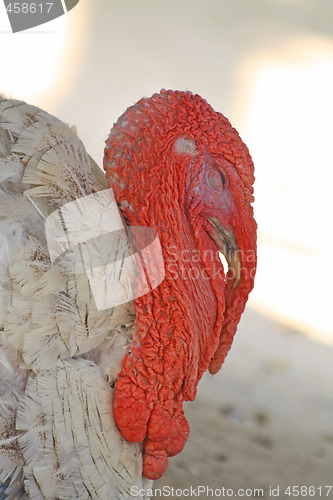 Image of Turkey-cock