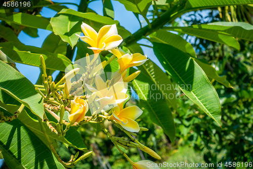 Image of Pretty yellow plumeria flowers on the tree