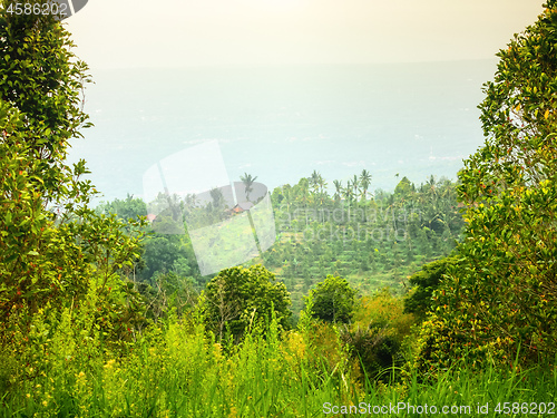 Image of Bali landscape with green fields