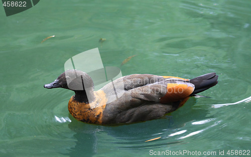 Image of Swimming duck