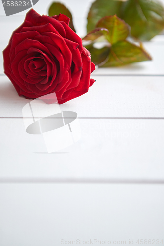 Image of Fresh red rose flower on the white wooden table