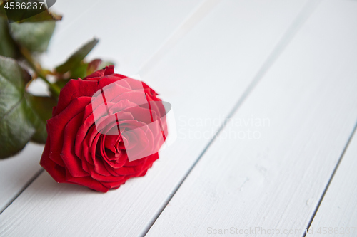 Image of Fresh red rose flower on the white wooden table