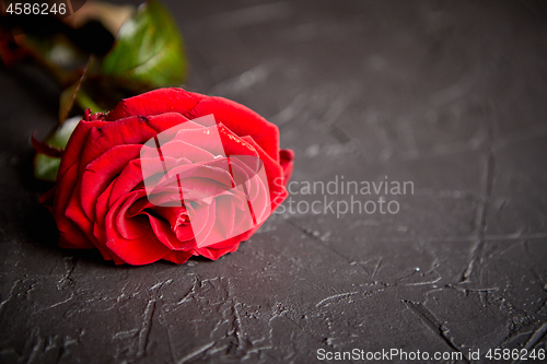 Image of Fresh red rose flower on the white wooden table