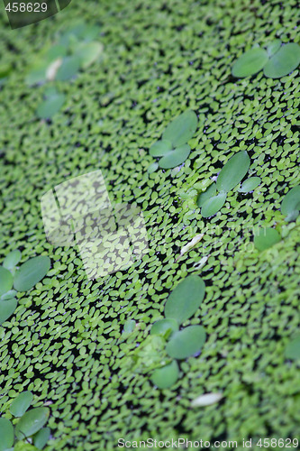 Image of Duckweed