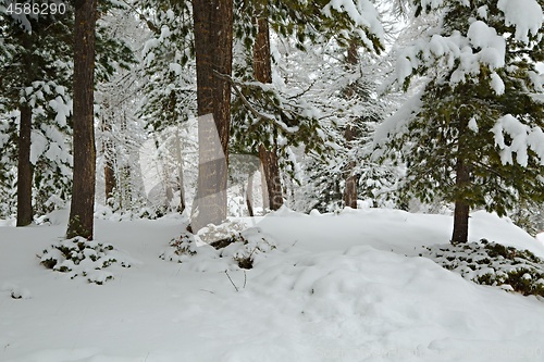 Image of Winter Snowy Landscape