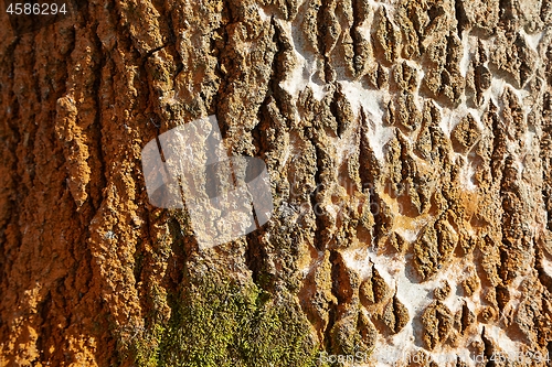 Image of Tree trunk in a forest