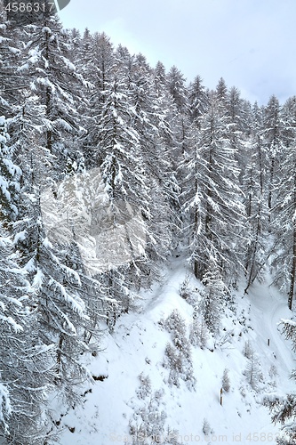 Image of Winter Snowy Landscape, Mountains and Trees